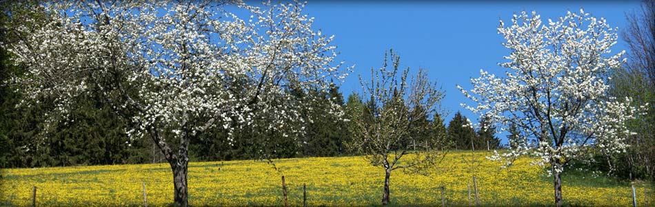 Ferienwohnung Mastalerz - fränkischen Schweiz -Igensdorf|Dachstadt